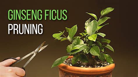 Ginseng Ficus bonsai pruning: A year into the development of my Ficus ...