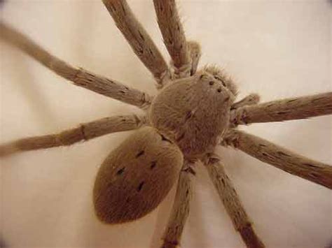 celebrity again: huntsman spider bite