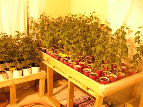 How to Grow Weed Indoors