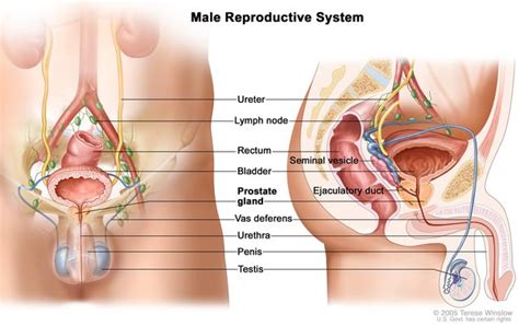 Carney complex - Genetics Home Reference - NIH