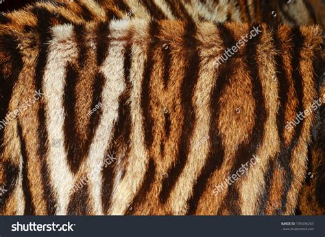 Fur Of Bengal Tiger Stock Photo 195036263 : Shutterstock