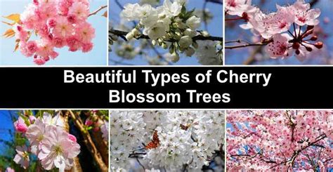 Types of Cherry Blossom Trees (with Japanese Cherry Blossom Pictures)