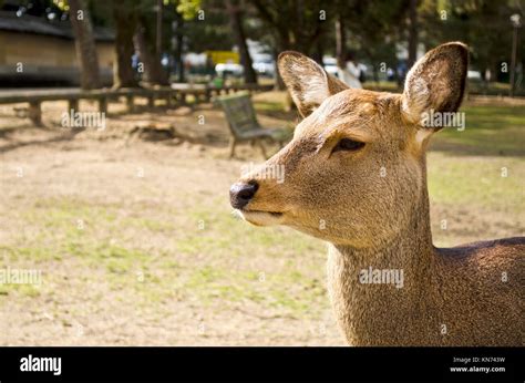 Sika Deer in Nara, Japan Stock Photo - Alamy