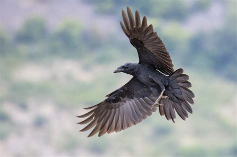 Raven in flight Photograph by Veselin Gramatikov - Pixels