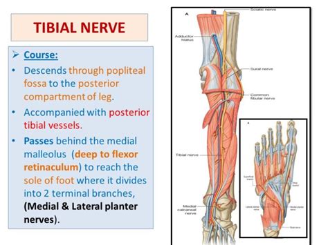 Tibial Nerve : Course, Motor & Sensory Innervation » How To Relief