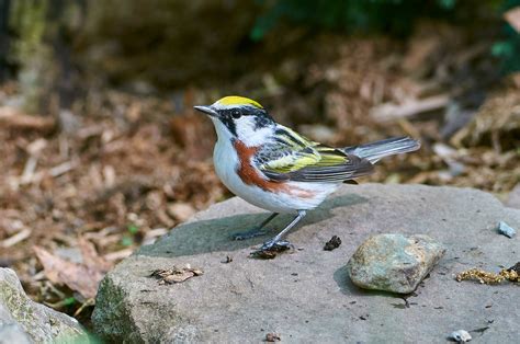 Mike's Photographs : Chestnut-sided Warbler