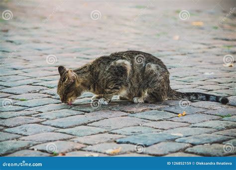 Poor Stray Cat Outside Eating Something from the Ground. Concept of Homeless Animal Stock Image ...