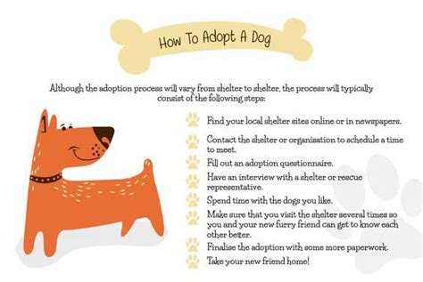 What Is The Dog Adoption Process