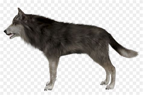 Gray Wolf Clipart Invisible Background - Wolf Side View Png, Transparent Png - 1920x1080 ...