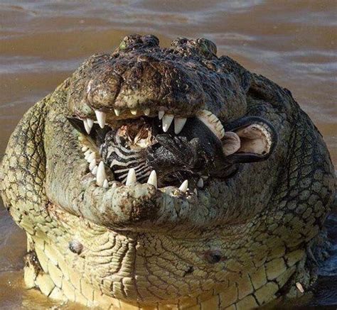 Crocodile eating a zebra : r/morbidlybeautiful