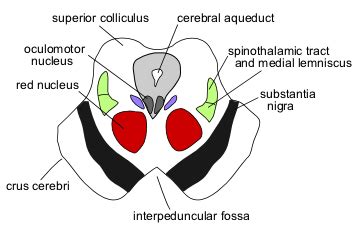 Mesencephalon - wikidoc