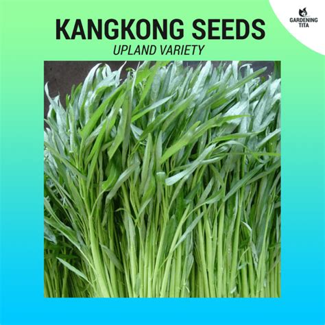 Kangkong (Upland) seeds ~100 pcs - Gardening Tita