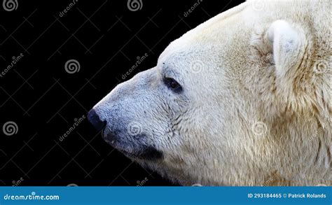 Close Up Portrait of a Polar Bear in Profile Stock Image - Image of ...