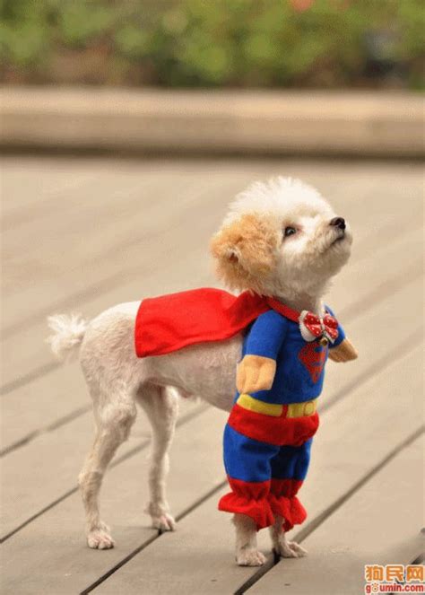 Funny Dogs In Costumes-Dresses Photos | Funny Collection World