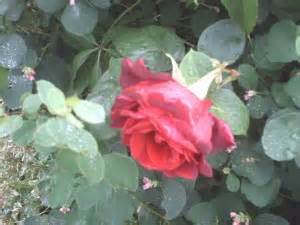 Free picture: red, rose, park