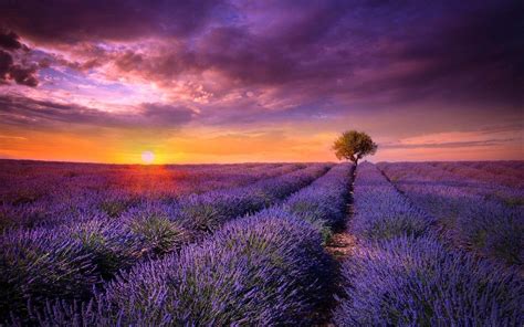 Lavender Fields France Wallpapers - Wallpaper Cave