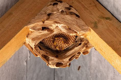 "Hornet Nest" Images – Browse 2,176 Stock Photos, Vectors, and Video ...