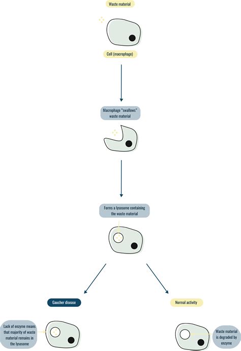 How Type 1 Gaucher Disease Works | Information for patients and families