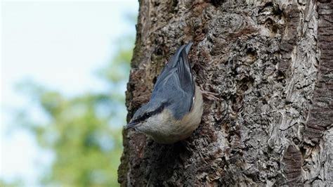 Eurasian Nuthatch | MarkEisingBirding