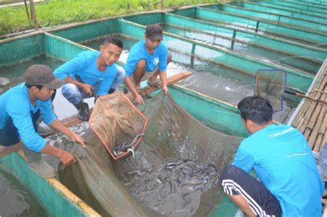 Pelatihan Budidaya Ikan Sidat: PELATIHAN BUDIDAYA IKAN SIDAT SIAP EKSPOR