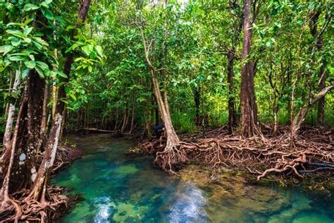 Top 10 largest Mangrove Forests In The World | Travel Mate