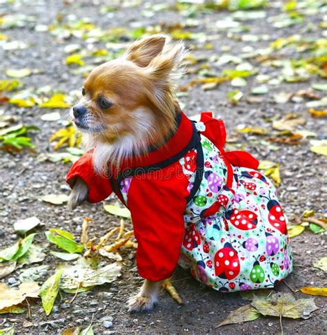 A Cute Chihuahua In A Costume Stock Photo - Image of mutt, companion ...