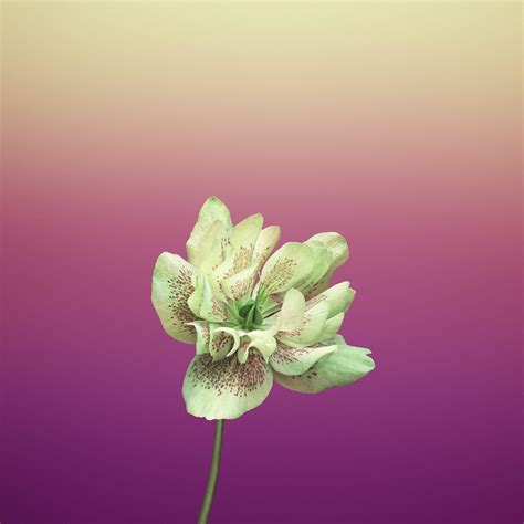 Apple Flower Wallpapers - Top Free Apple Flower Backgrounds - WallpaperAccess