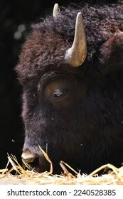 American Bison Species Seen Habitat During Stock Photo 2240528385 ...