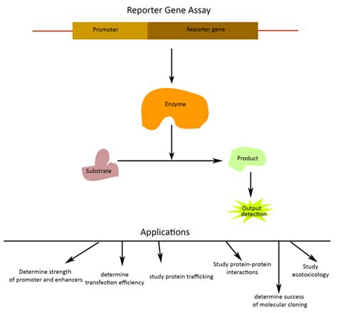 Role of reporter genes to assay for transcription factors & more