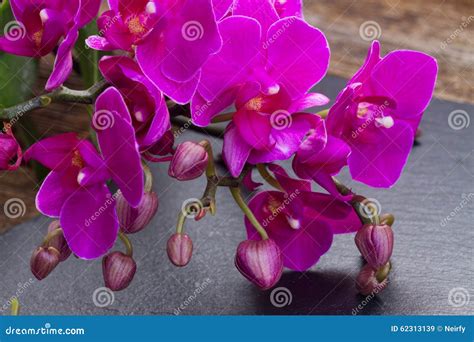 Bunch of violet orchids stock image. Image of pink, delicate - 62313139