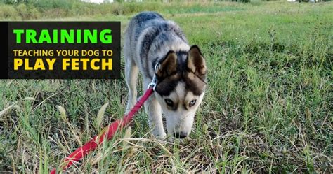 Siberian Husky Training Tips - What you need to know