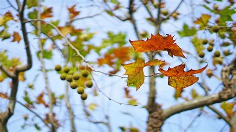 The Leaves Autumn Sycamore Depth - Free photo on Pixabay - Pixabay