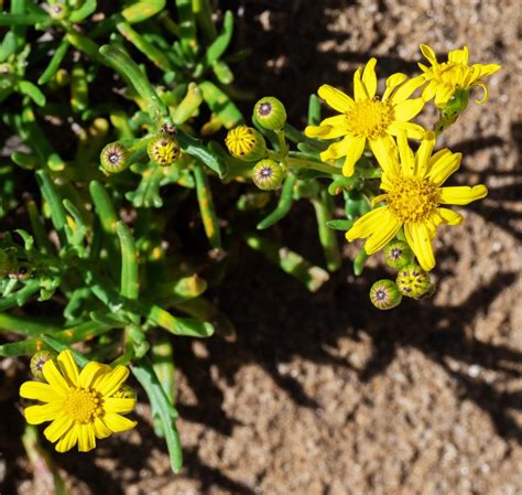 Variable Groundsel | Swan Bay Environment