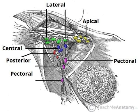 Axillary Lymph Nodes Armpit