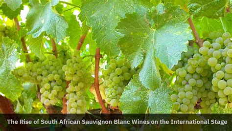 South African Sauvignon Blanc at - South African Wines