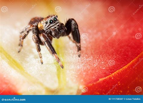 Jumping spider and tomato stock image. Image of nature - 111738347