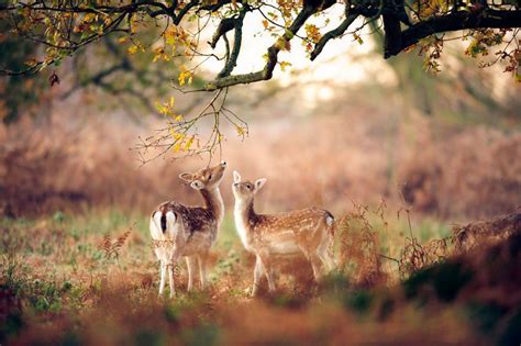 Les plus belles photos d'animaux sauvages en plein coeur de l'automne | Photo animaux, Animaux ...