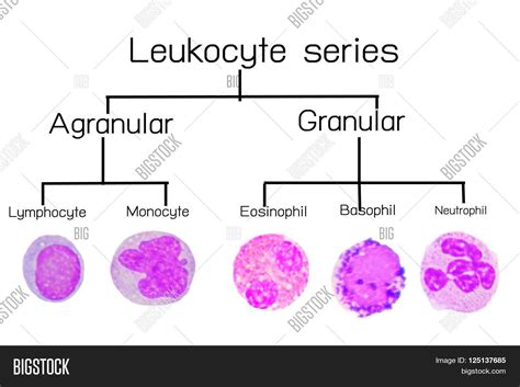 Leukocyte Serieswhite Image & Photo (Free Trial) | Bigstock