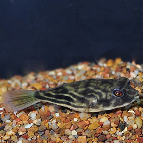 Fahaka Puffer (Nile or Band Puffer): Freshwater Aquarium Fish | Aquarium fish, Freshwater ...