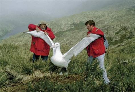 Albatross | bird | Britannica.com