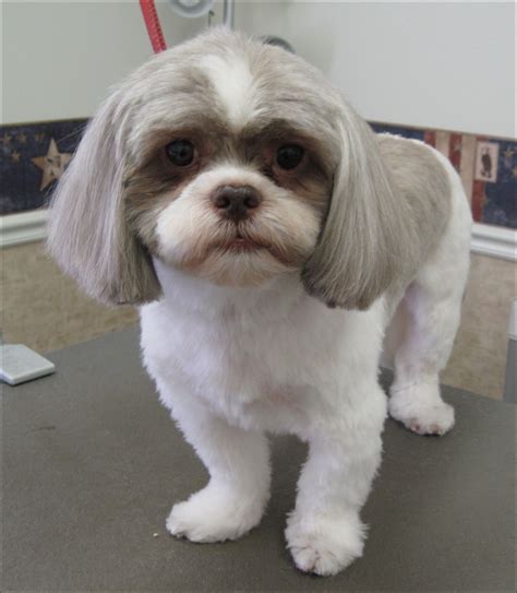 How Cut Shih Tzu Hair - Shih Tzu Dog