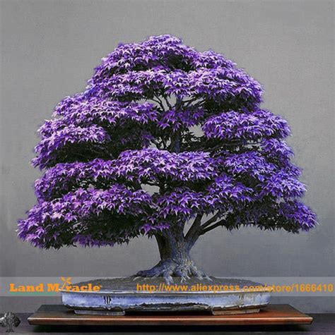 Aliexpress.com : Buy Real Japanese Purple Ghost Maple Tree Bonsai Seeds ...