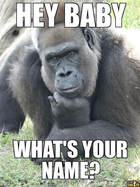 20 Gorilla Memes That Will Leave You Laughing Your Heart Out - SayingImages.com | Cute animal ...