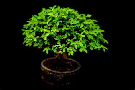 Miniature Japanese Bonsai Tree Free Stock Photo - Public Domain Pictures