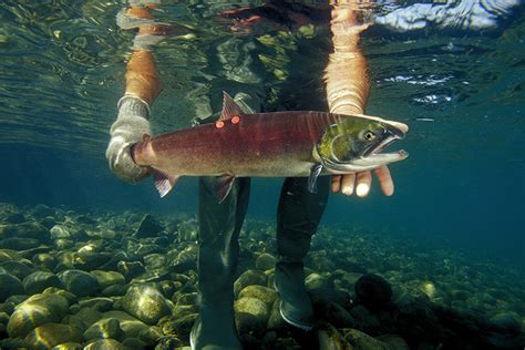 Global Warming Is Pushing Pacific Salmon to the Brink, Federal Scientists Warn - Inside Climate News