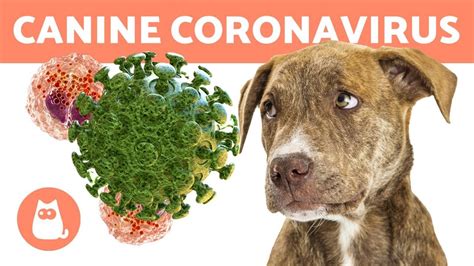 CANINE CORONAVIRUS 🐶 Can It Be Treated?