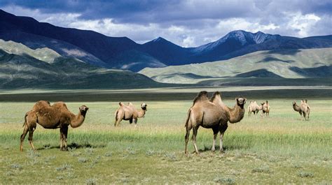 China's highways threaten wild camels | Science