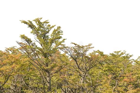 Isolated Forest Tree in White Background Stock Image - Image of white, leaf: 92538409