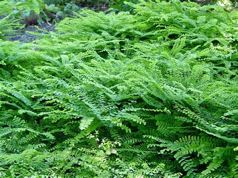 Maidenhair fern | Garden Housecalls