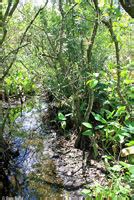 Florida Watersnake - Nerodia fasciata pictiventris